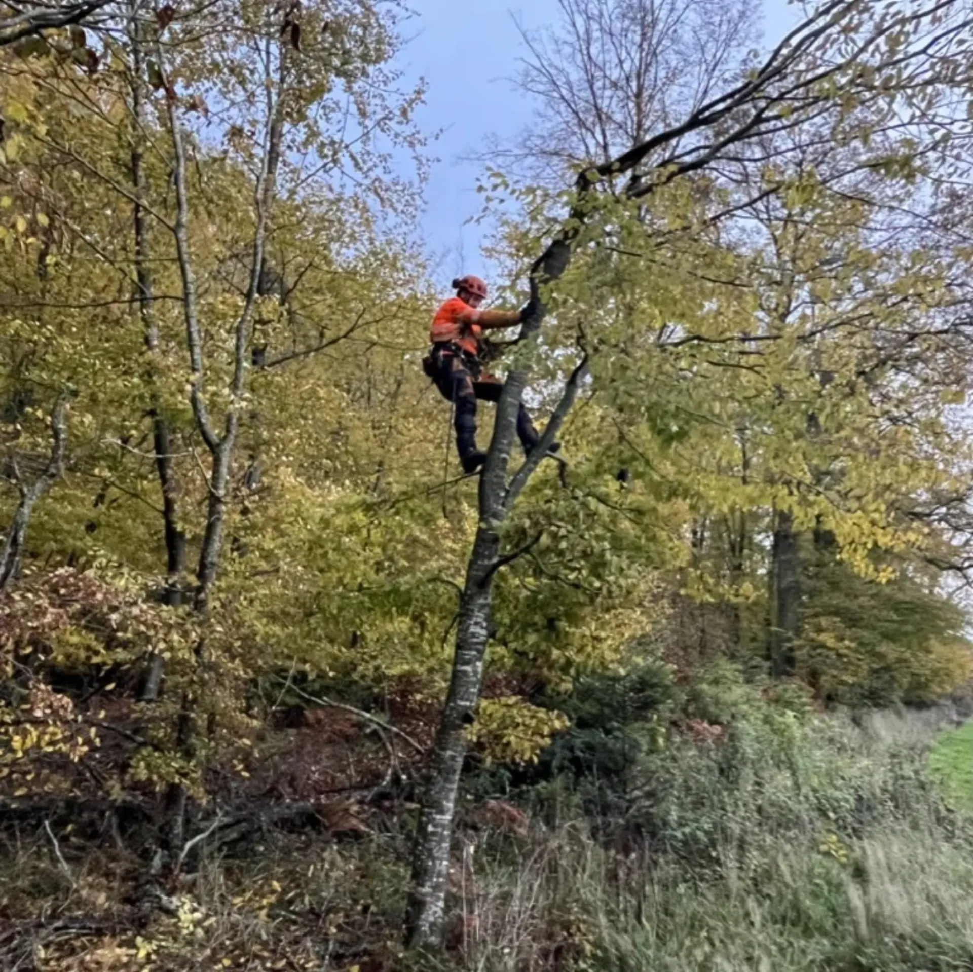 Diagnostic phytosanitaire d'un arbre par un expert arboricole
