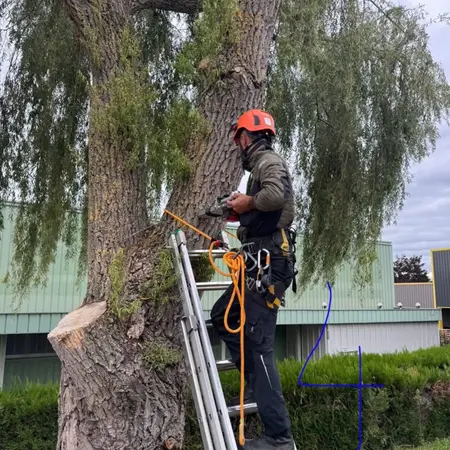 Expertise arboricole