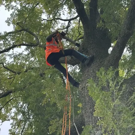 Plan de gestion du patrimoine arboré, photogrammétrie, relevés complexes